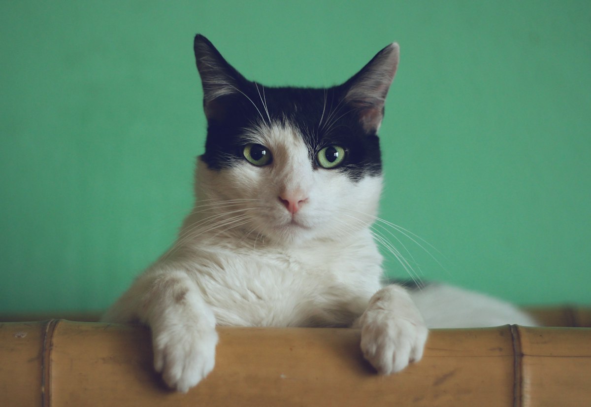 Peaceful photograph of a cat resting calmly on a soft cushion by a sunlit window, relaxed posture, warm home environment, gentle natural light, no people